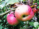 Appels 2011.jpg