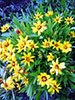 coreopsis.jpg